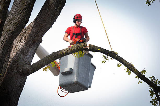 Best Stump Grinding and Removal  in Flint Hill, MO