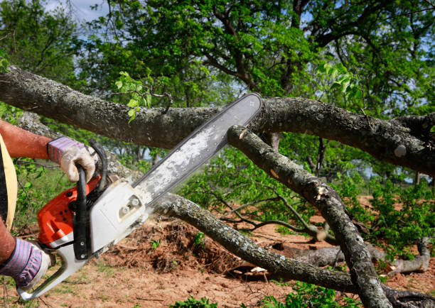 Best Emergency Tree Removal  in Flint Hill, MO